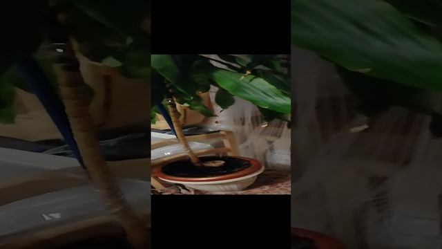 VID_20250103_015530.mp4