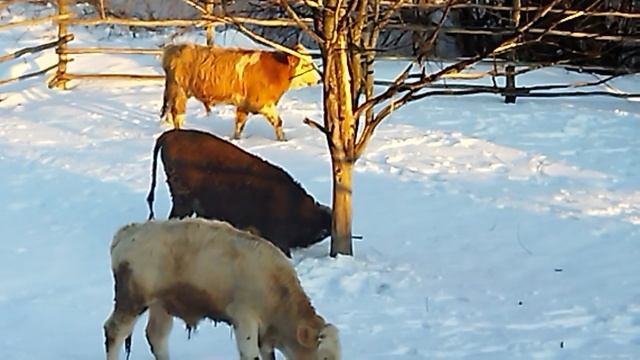 бычки на продажу.mp4