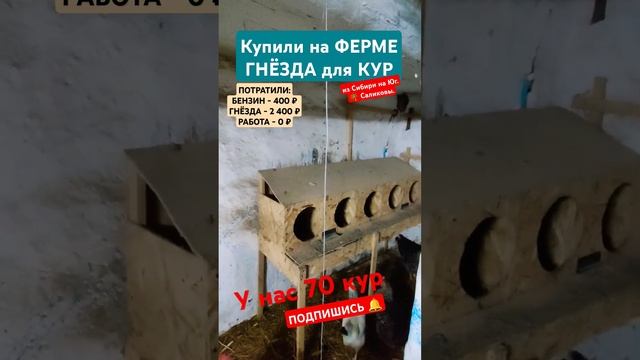 🌴Купили ещё 50 кур 🐔 Переезд на Юг. Виктор Саликов.