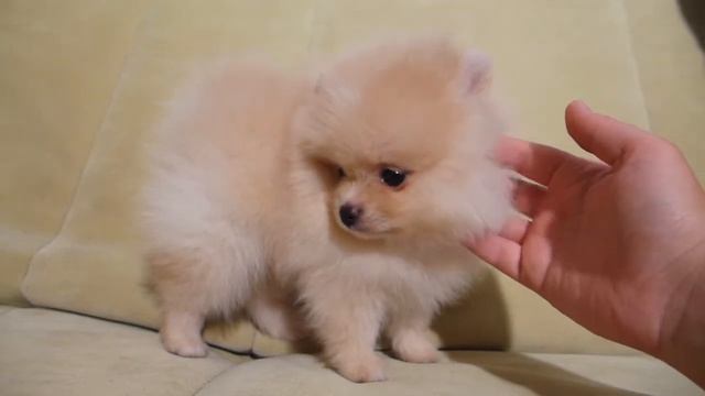 Мальчик Шпиц