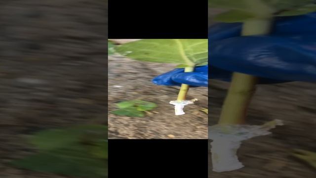 Размножение жимолости зелёными черенками 🌱. Высадка черенков 📏.