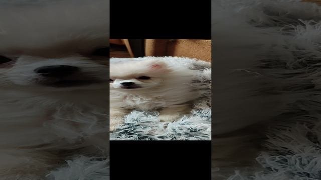 1000602858.mp4