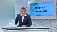 Сам КОЗЕЛ! Зверские новости на Xayc.TV. Выпуск № 3