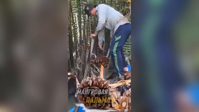 Экзотические семена, фрукты, орехи , чо применяют для здоровья