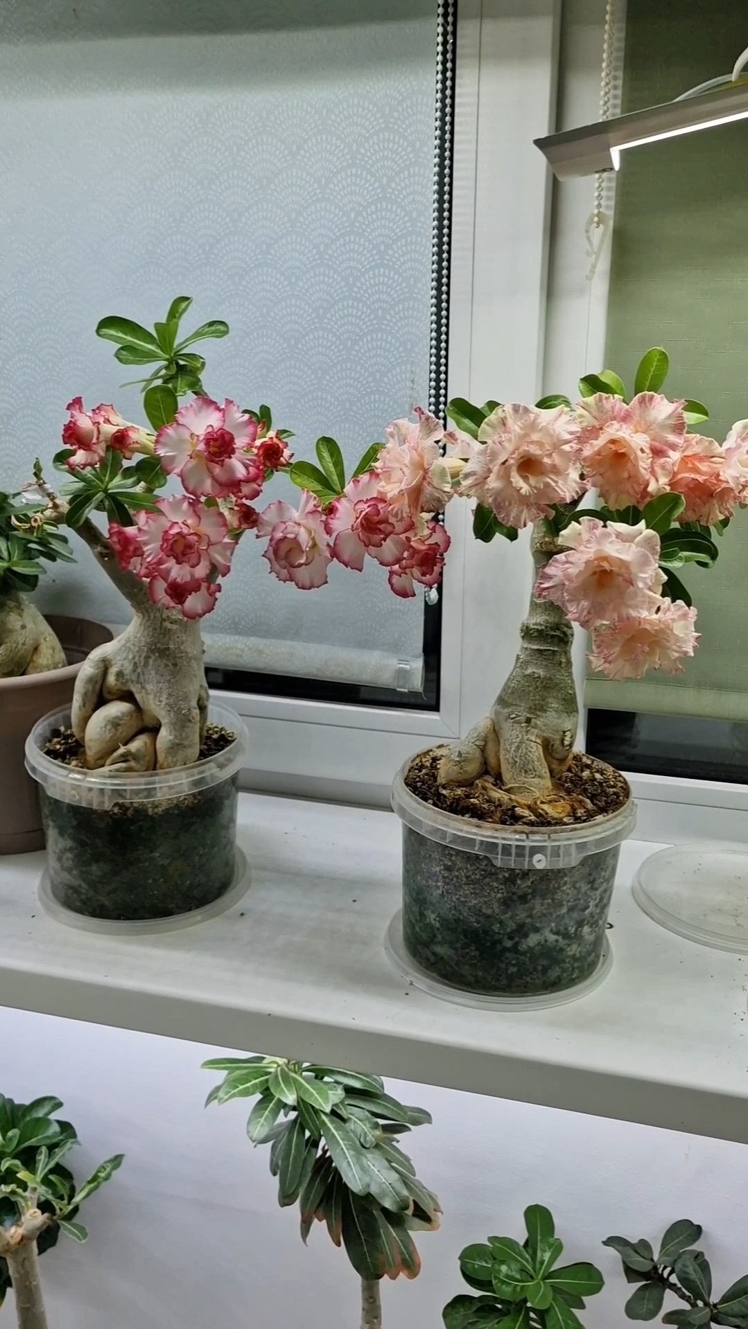адениумы Huacinth и Beauty🌺