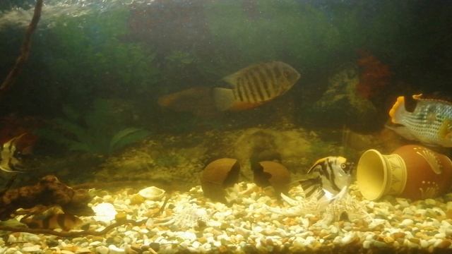 Акара бирюзовая. 🐠
