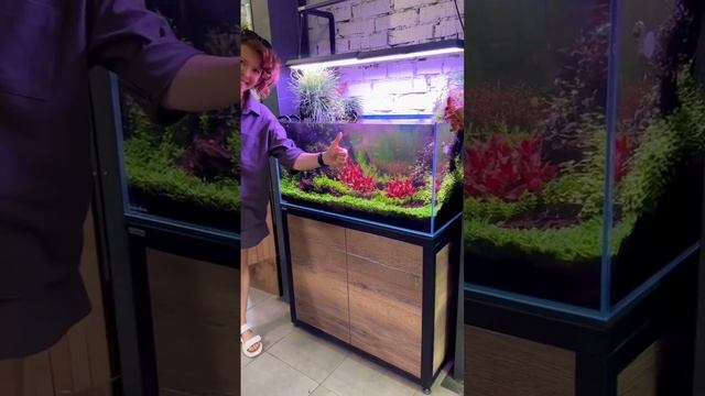 ❤️ #mashabloom #aquarium #аквариум #aquascape #fishtank #fish #машаблюм #plants