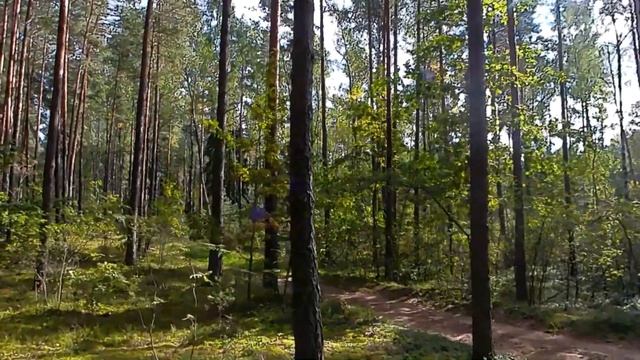 Просто погуляем по лесу.  Вторая волна цыганок
