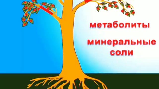 Почему желтеют и опадают листья / осенние изменения в природе