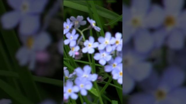 Незабудки. Дмитрий Шлапак