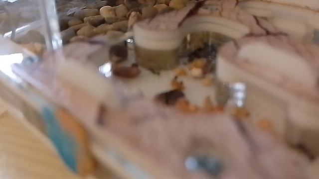 моя муравьиная ферма 2 серия