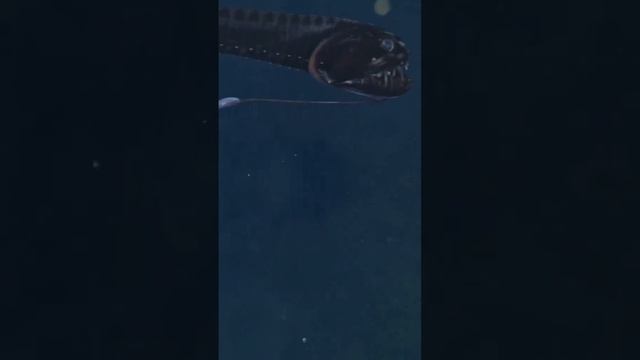 Подводный мир