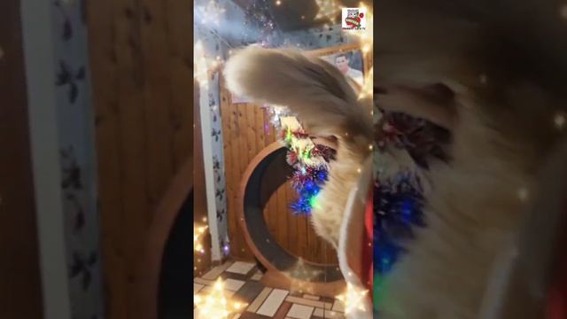 Пикселюша как в детстве снова смотрит в окно ❄️🎄😻❤️😽