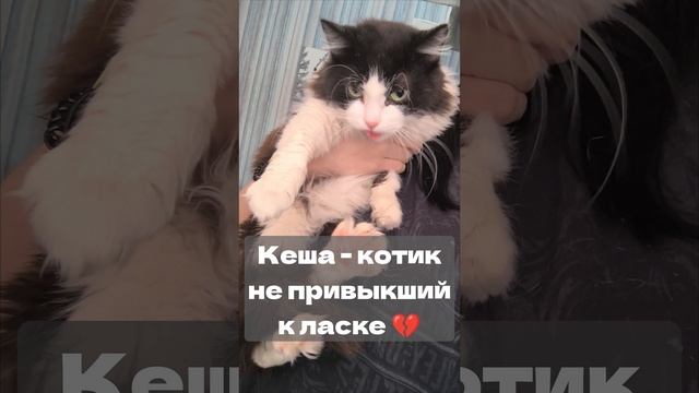 Кеша.mp4