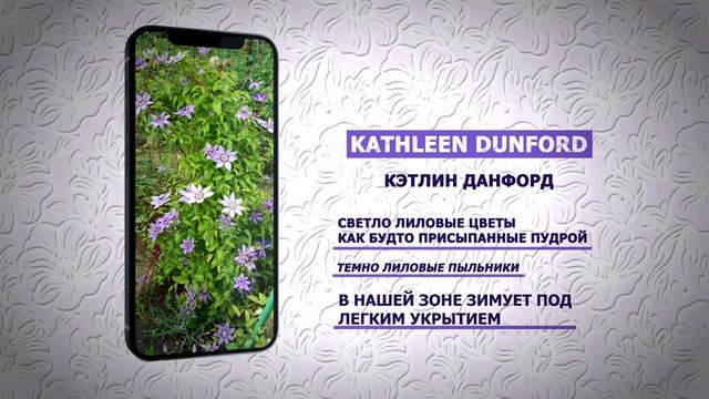 Клематис Кэтлин Данфорд (Kathleen Dunford)