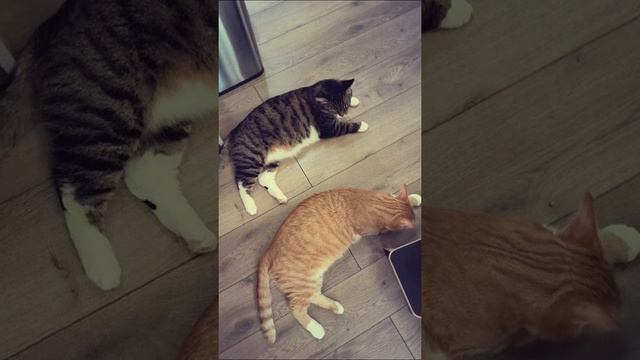 Когда хозяин разочаровал 😞
#котик #cat #Милота #Тиша #Боня #kitten #catlover