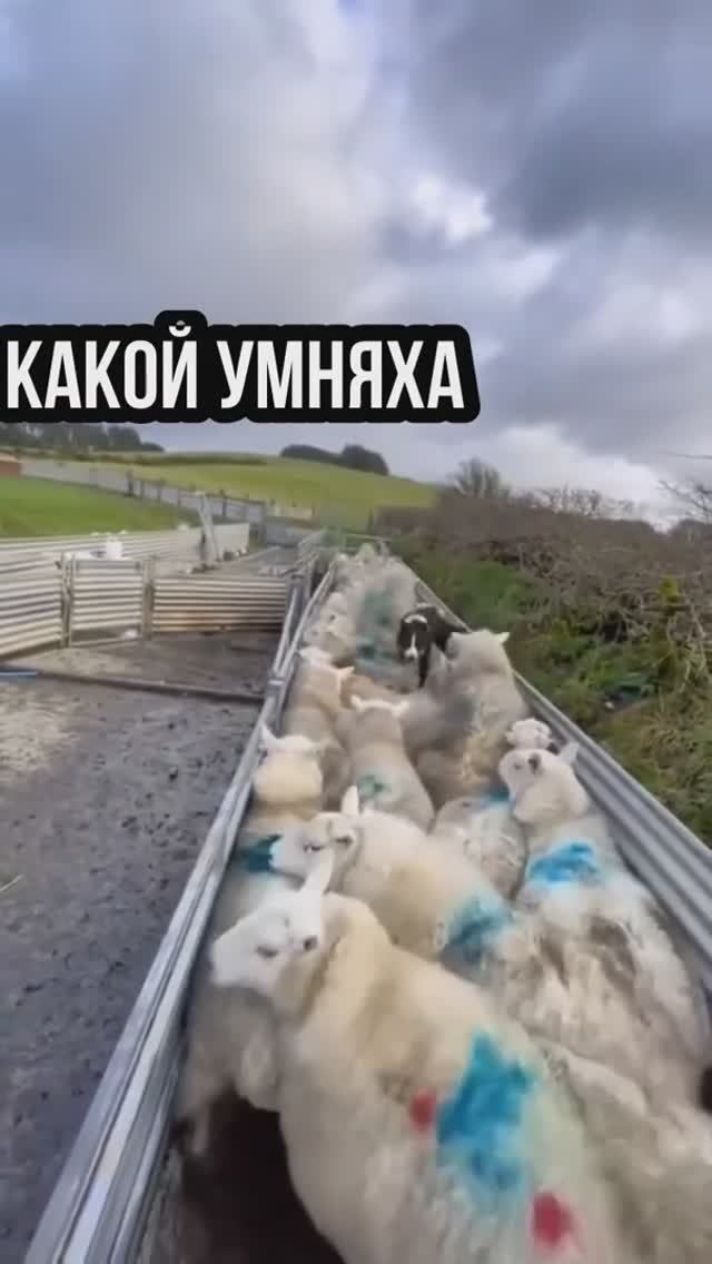 Самый энергичный пёс-пастух!