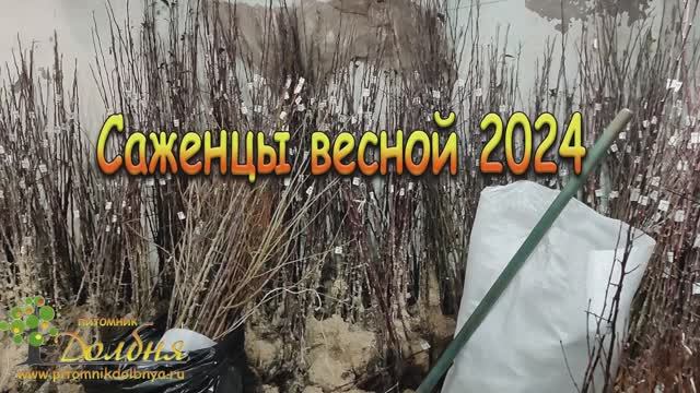 Саженцы весна 2024