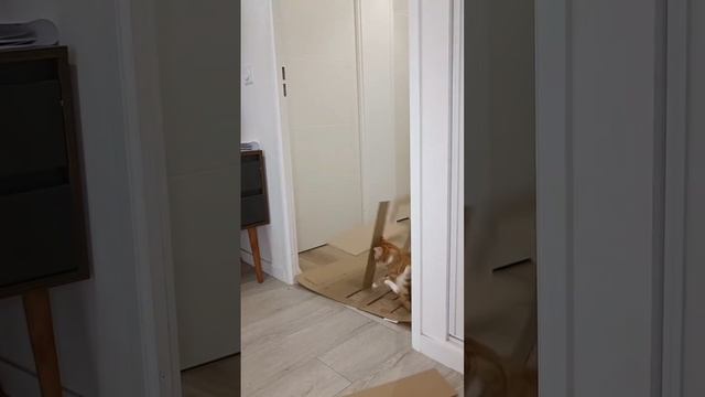 Кот пришёл
