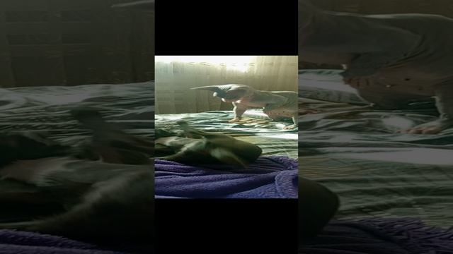 Игры Туси и Кошки