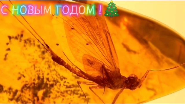 ЯНТАРЬ. Поп-группа "Руслан и Людмила".