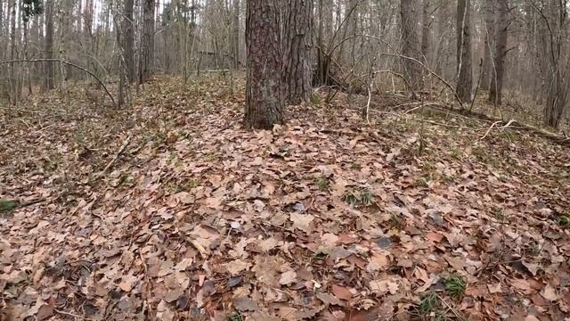 Прогулки за грибами | Последние лисички в этом сезоне.