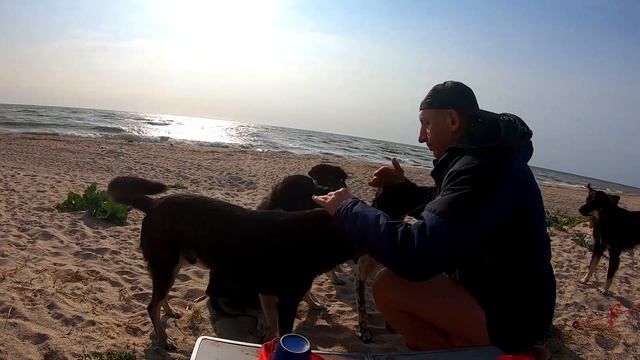 Седово. Жизнь среди собак.