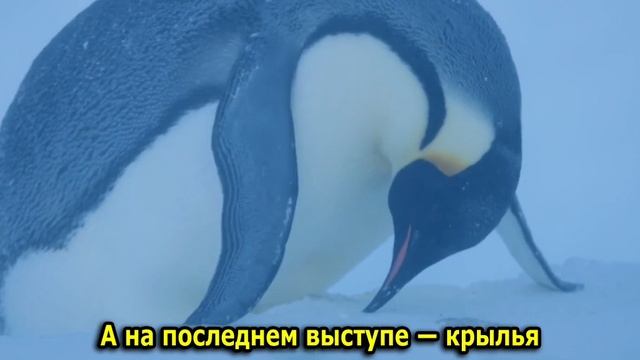 Спасение пингвинов (трогательно)
