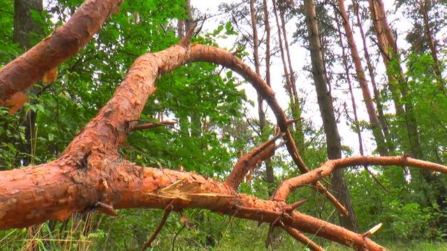 В Лидском районе действует ограничение на посещение лесов