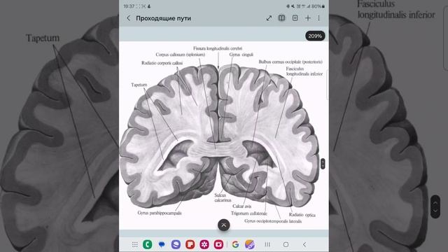 Проводящие пути головного мозга