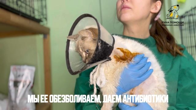 Лечение Млады продолжается. Поддержать ⬇️