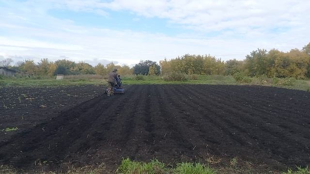 Готовлю почву под чеснок, вношу доломитовую муку.