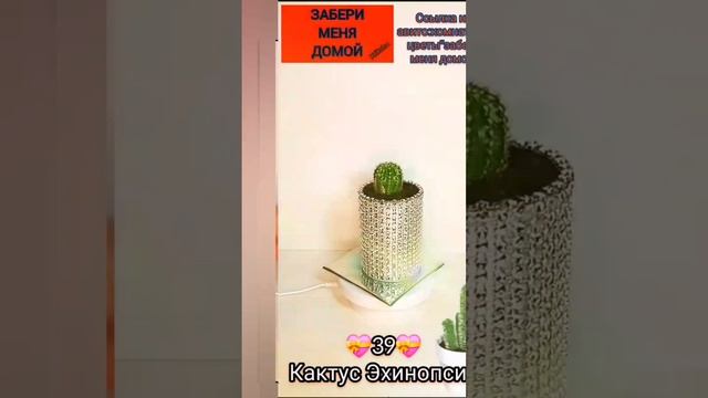 кактус Эхинопсис