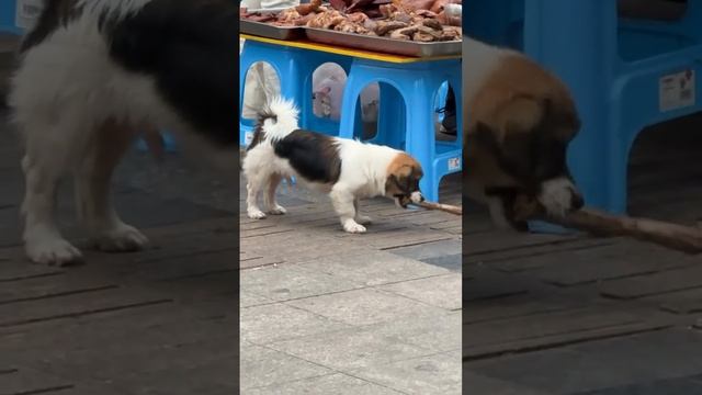 четыре лапы.