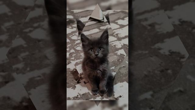 мейн кун Люцифер чик (люций)