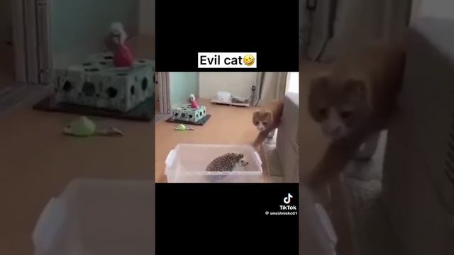 Кошачий юмор.mp4