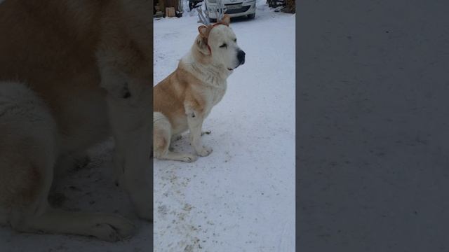 С новым годом!