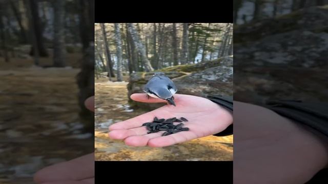 ручные птицы в лесу