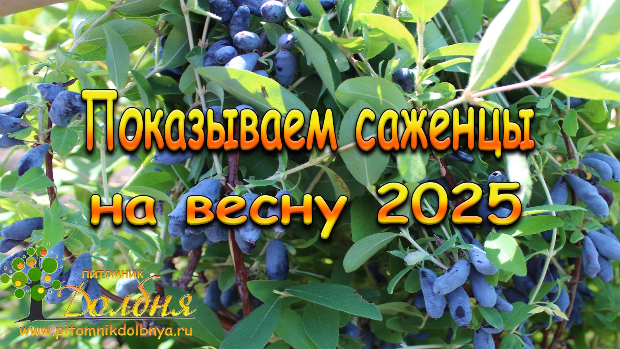 Саженцы на весну 2025