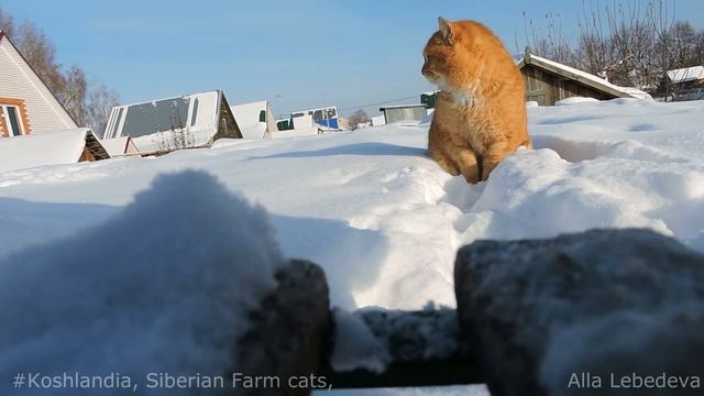 #1 The duo of two cats Ryzhik and Tyoma Дуэт двух котов Рыжик и Тёма