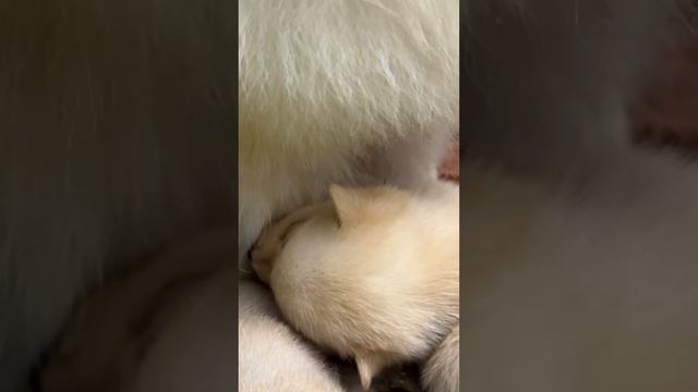 забавные щенки шпица