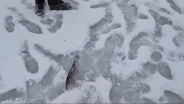 Светлые Горы Форель2 03.01.2025г.