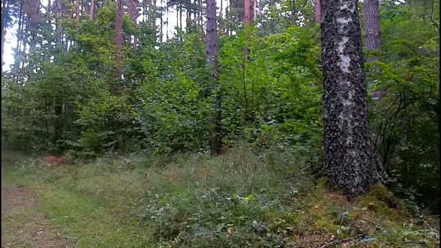 Прогулка 2.7Кх30 кадров в сек. Со стабилизацией