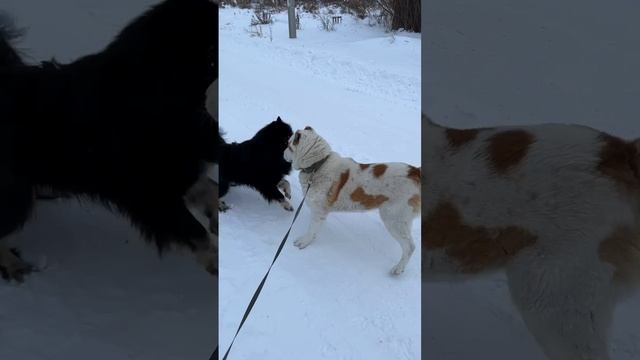 Встретились два друга