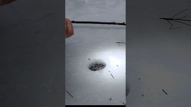 Молёк #рыбалка #жерлицы #fishing #carpfishing #carp #ночь #trout #окунь #icefishing #рыбалкавидео