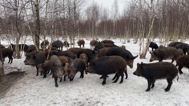 03-01-2025 Охота на кабана