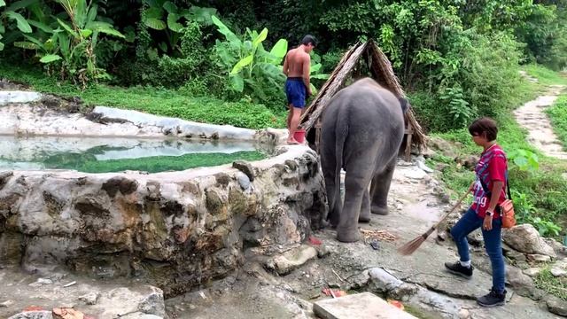 Kalim Elephant Care на Пхукете. Купание со слонами, кормление слонов, прогулка со слонами.