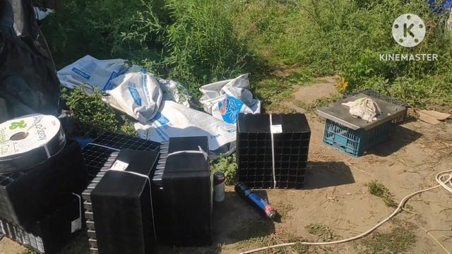 Упаковка и отправка саженцев клубники