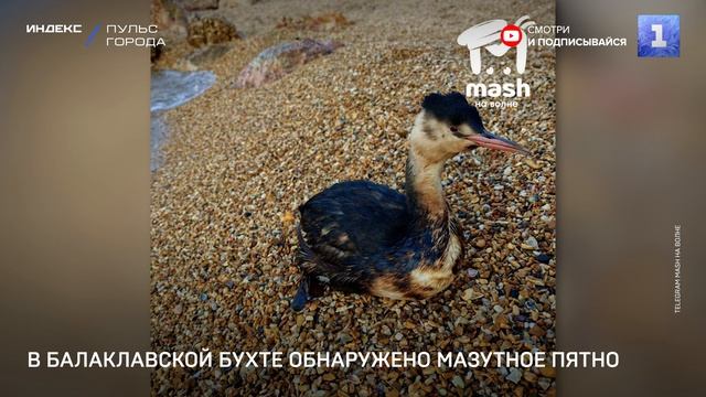 В Балаклавской бухте обнаружено мазутное пятно