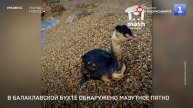 В Балаклавской бухте обнаружено мазутное пятно